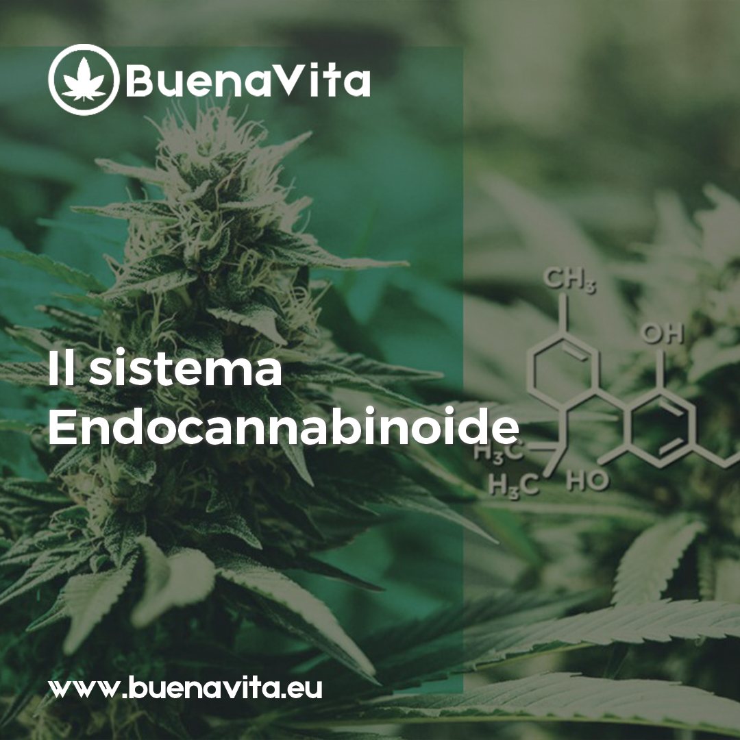 news Buenavita cannabis Milano