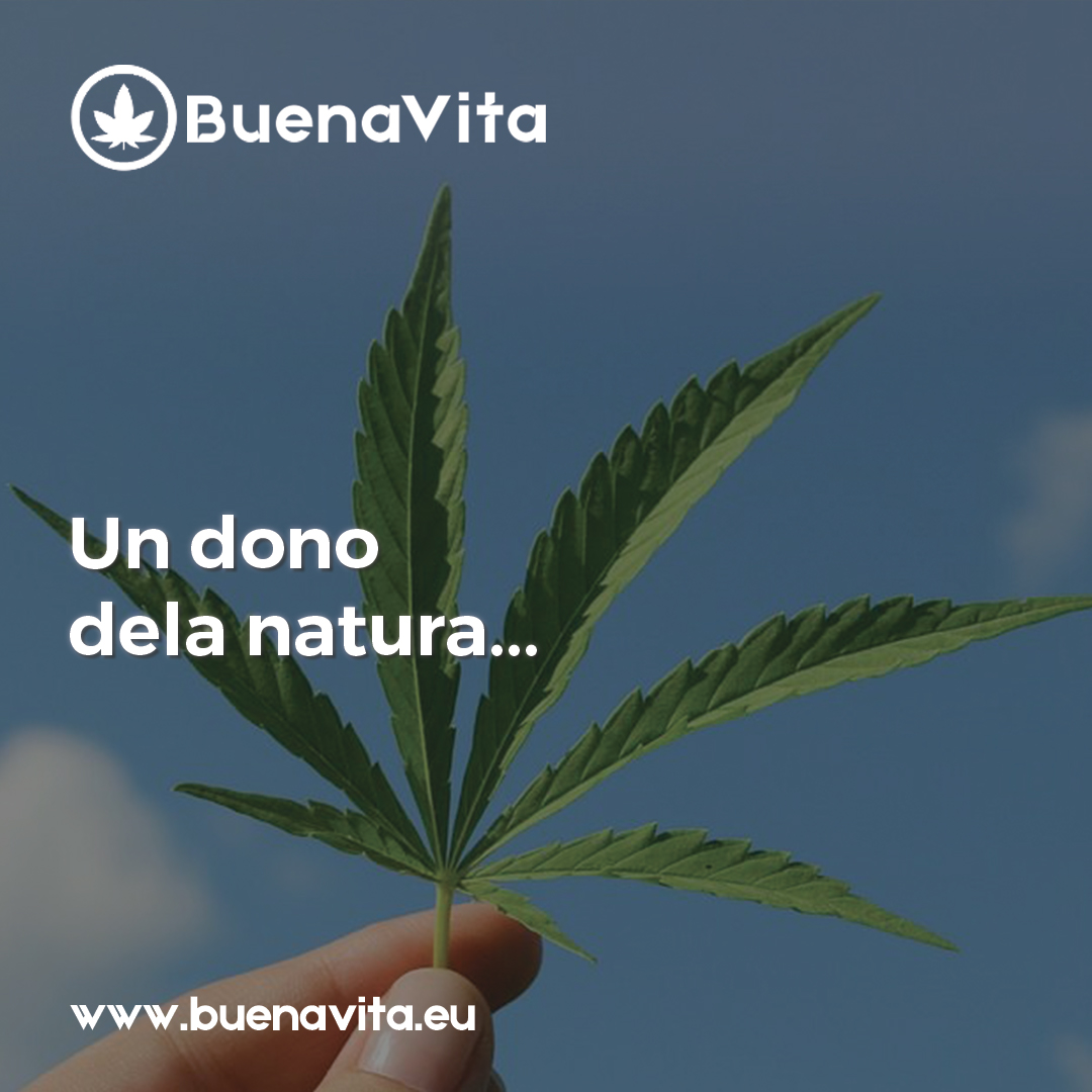 news Buenavita cannabis Milano