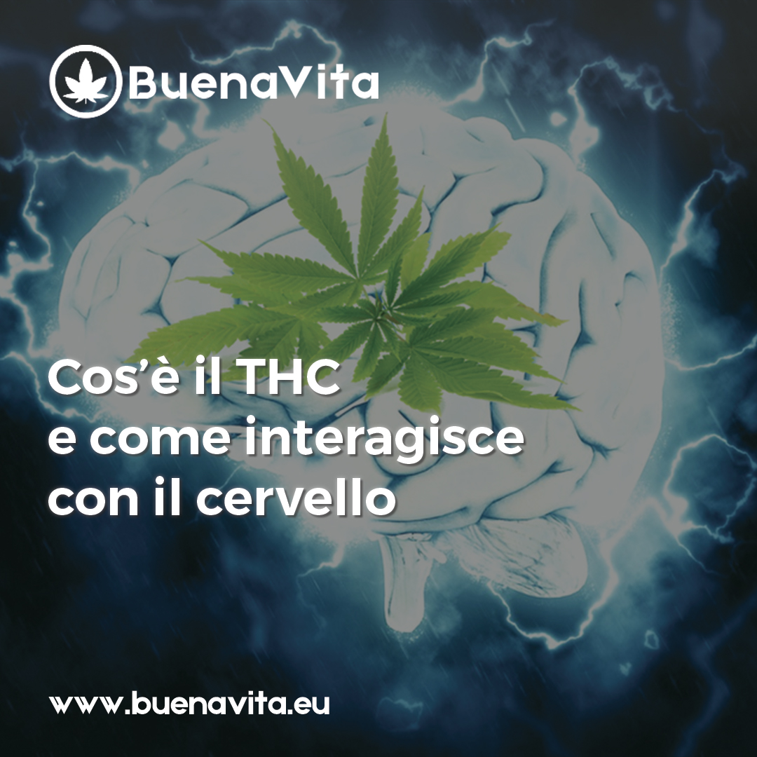 news Buenavita cannabis Milano