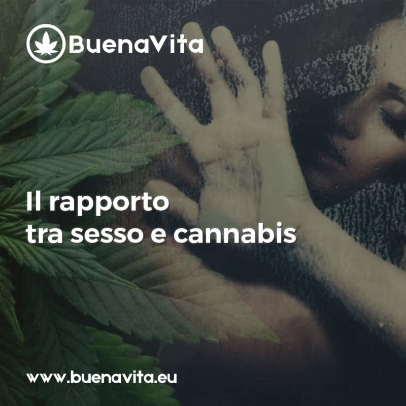 news Buenavita cannabis Milano